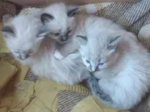 Gato raça Siamês idade 2 a 6 meses nome Belinha, Laisy e Luna