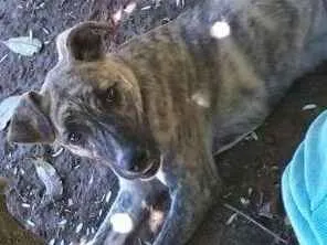 Cachorro raça SRD idade 3 anos nome PEDRITA