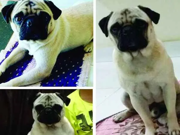 Cachorro ra a pug idade 3 anos nome Fred