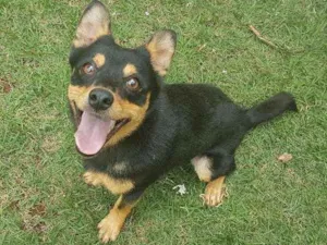 Cachorro raça Não definida idade 1 ano nome Clifford