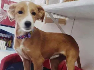 Cachorro raça SRD idade 2 a 6 meses nome Sukita