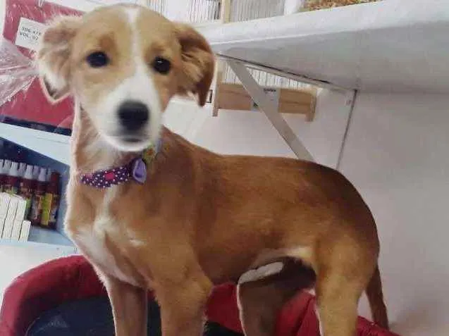 Cachorro ra a SRD idade 2 a 6 meses nome Sukita