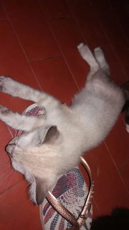 Gato ra a Vira lata idade 2 a 6 meses nome Babaloo, Nina,Ariel