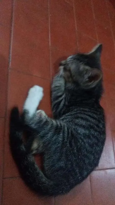 Gato ra a Vira lata idade 2 a 6 meses nome Babaloo, Nina,Ariel