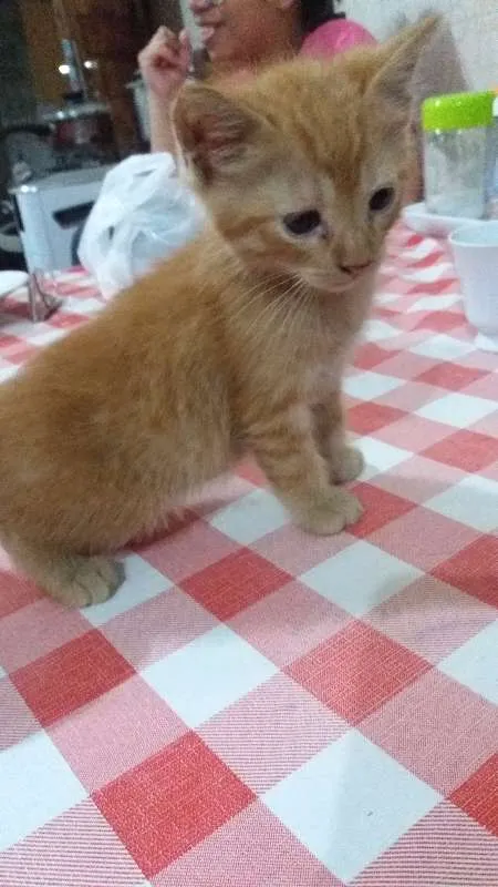 Gato ra a Vira lata idade 2 a 6 meses nome Babaloo, Nina,Ariel