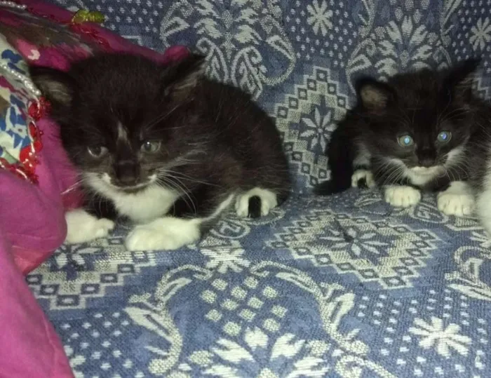 Gato ra a SRD idade 2 a 6 meses nome BU/ FRAJOLA