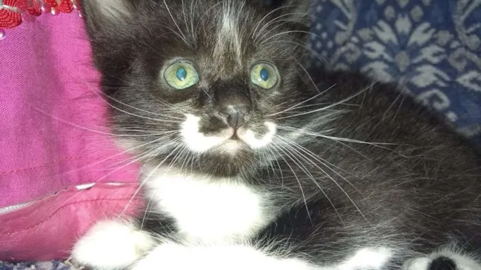 Gato ra a SRD idade 2 a 6 meses nome BU/ FRAJOLA