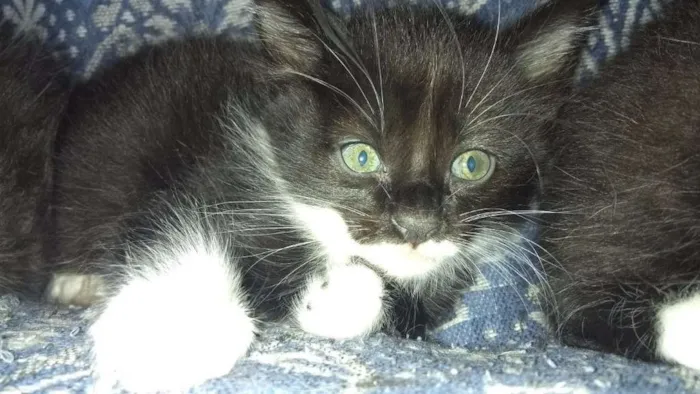 Gato ra a SRD idade 2 a 6 meses nome BU/ FRAJOLA