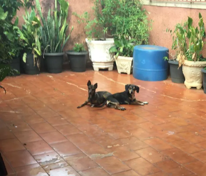 Cachorro ra a Vira lara idade 2 anos nome Sophie e Nina