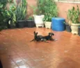 Sophie e Nina