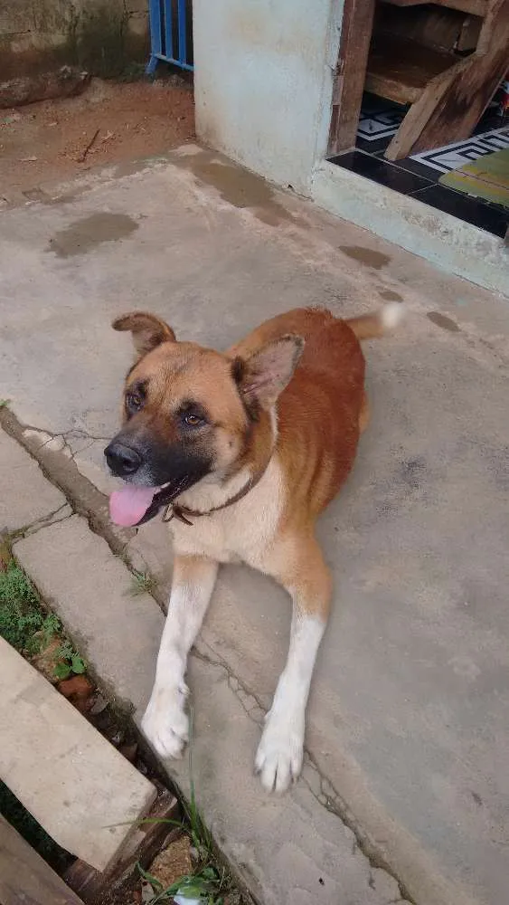 Cachorro raça Indefinido idade 4 anos nome Fera
