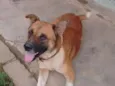 Fera