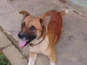 Cachorro raça Indefinido idade 4 anos nome Fera