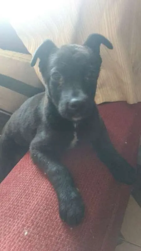 Cachorro raça SRD idade 2 a 6 meses nome Pretinha