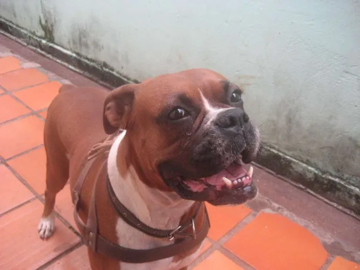 Cachorro ra a Boxer idade  nome megui