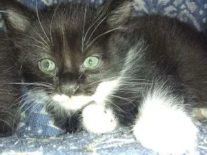 Gato raça SRD idade 2 a 6 meses nome BU/ FRAJOLA