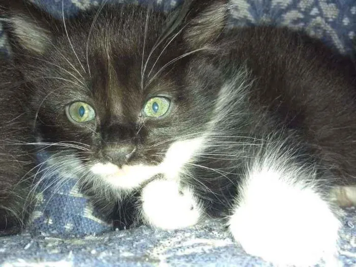 Gato ra a SRD idade 2 a 6 meses nome BU/ FRAJOLA