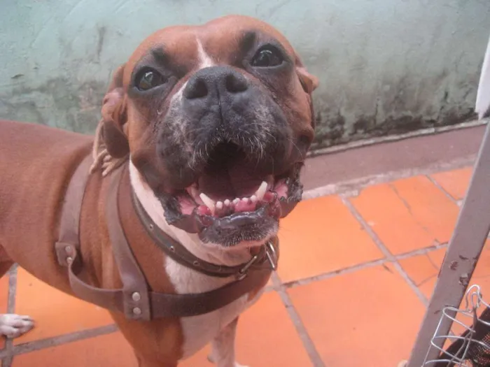 Cachorro ra a Boxer idade  nome megui