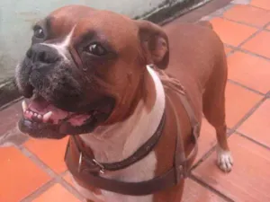 Cachorro raça Boxer idade  nome megui
