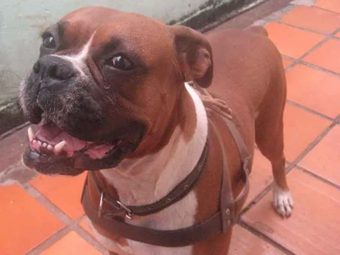 Cachorro ra a Boxer idade  nome megui