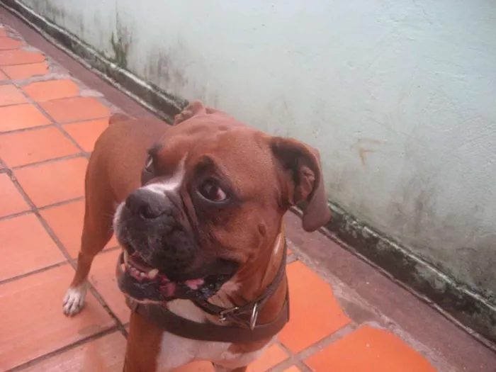 Cachorro ra a Boxer idade  nome megui