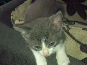 Gato raça Não sei idade 2 a 6 meses nome Não tem nome ainda