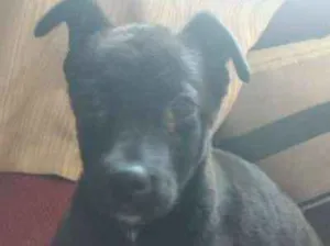 Cachorro raça SRD idade 2 a 6 meses nome Pretinha