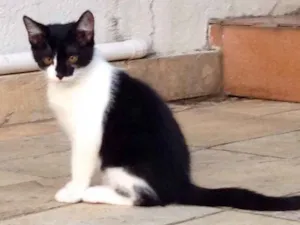 Gato raça Não sei idade 2 a 6 meses nome Não tem