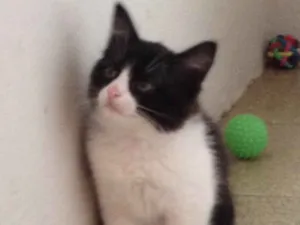 Gato raça Não sei idade 2 a 6 meses nome Não tem