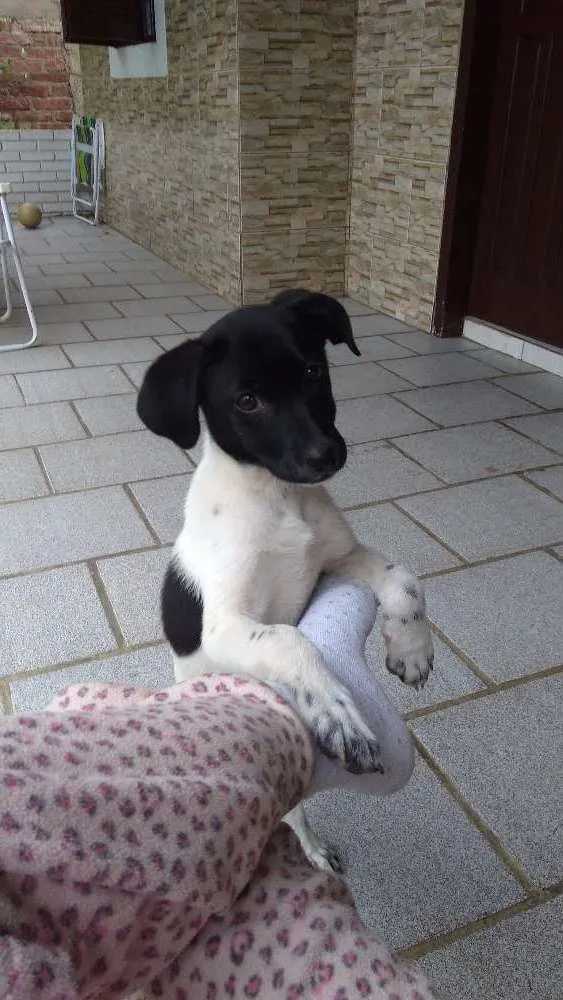 Gato ra a Vira lata idade 2 a 6 meses nome Lily