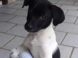 Gato raça Vira lata idade 2 a 6 meses nome Lily