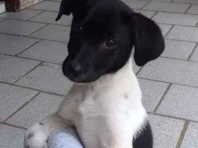 Gato ra a Vira lata idade 2 a 6 meses nome Lily