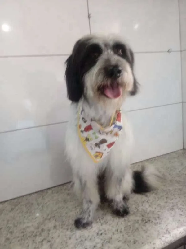 Cachorro ra a SRD idade 3 anos nome Amor