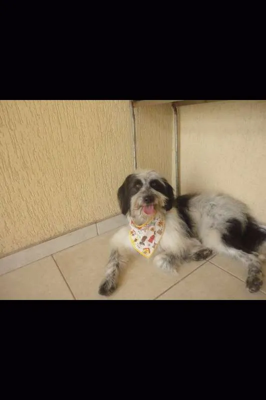 Cachorro ra a SRD idade 3 anos nome Amor