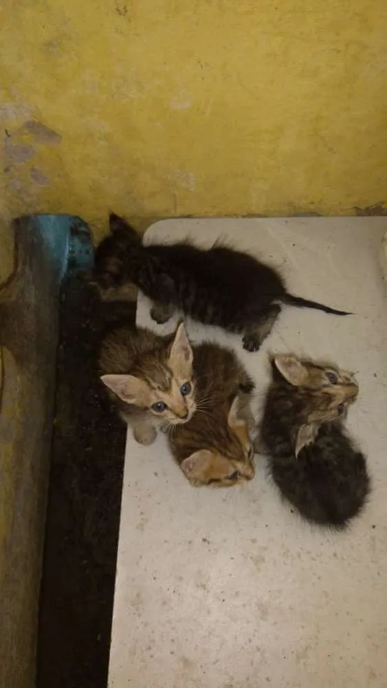 Gato ra a Srd idade Abaixo de 2 meses nome Ainda não tem