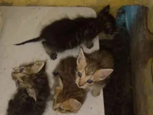 Gato raça Srd idade Abaixo de 2 meses nome Ainda não tem