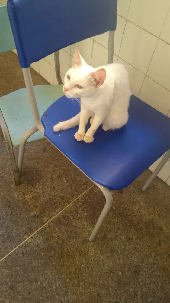 Gato ra a Srd idade 7 a 11 meses nome Sem nome