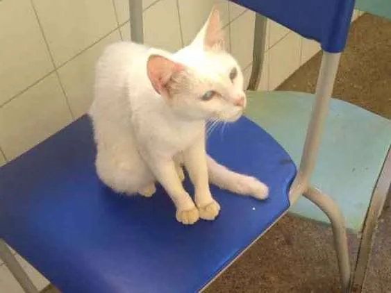 Gato ra a Srd idade 7 a 11 meses nome Sem nome