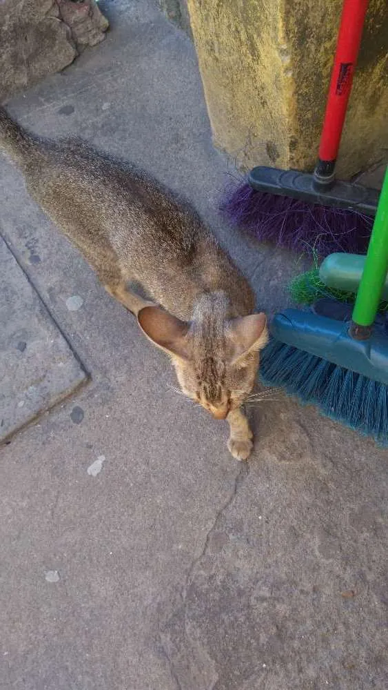Gato ra a Srd idade 1 ano nome Sem nome