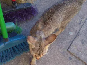 Gato raça Srd idade 1 ano nome Sem nome