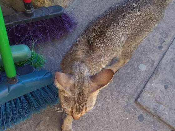 Gato ra a Srd idade 1 ano nome Sem nome