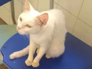 Gato raça Srd idade 7 a 11 meses nome Sem nome