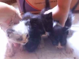 Gato raça Nn seu  idade Abaixo de 2 meses nome Nn tem 