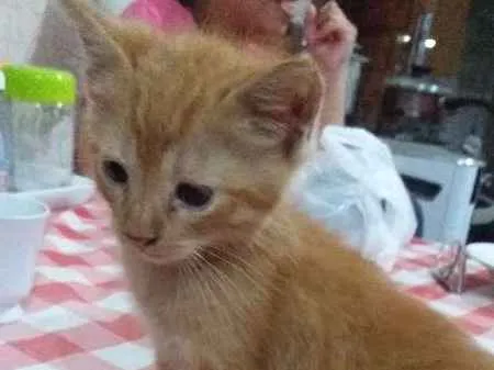 Gato ra a Vira lata idade 2 a 6 meses nome Babaloo, Nina,Ariel