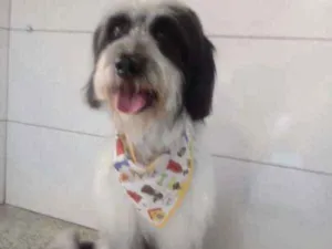 Cachorro raça SRD idade 3 anos nome Amor