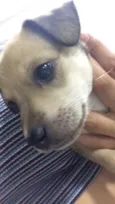 Simba