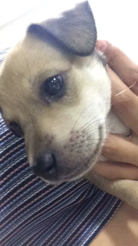 Cachorro ra a Vira lata  idade Abaixo de 2 meses nome Simba