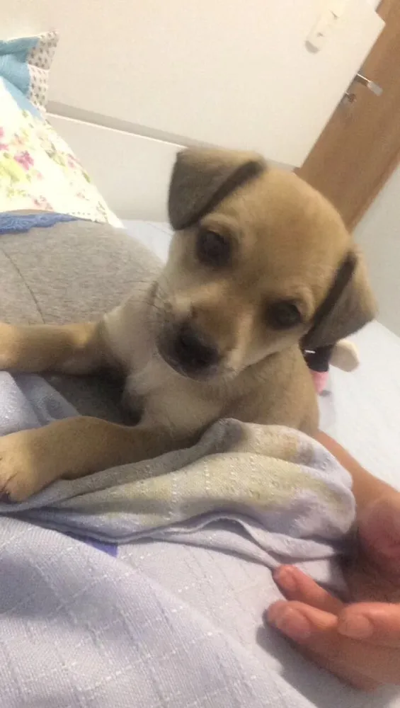 Cachorro ra a Vira lata  idade Abaixo de 2 meses nome Simba