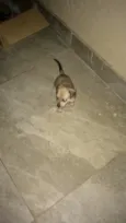 Simba