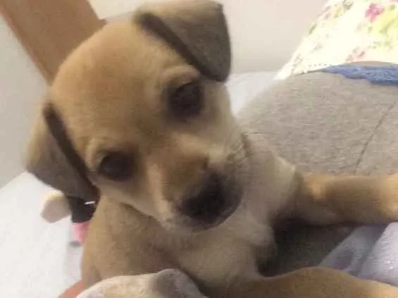 Cachorro ra a Vira lata  idade Abaixo de 2 meses nome Simba